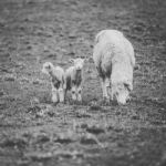 Sheep On The Farm During The Day Stock Photo