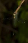 Southern Emerald Damselfly (lestes Barbarus) Insect Stock Photo