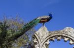 Peacock Bird On Top Of Some Ruins Stock Photo