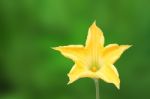 Yellow Pumpkin Flower With Pollen On Green Background Stock Photo