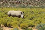 Rhinoceros In Kruger National Park Stock Photo
