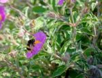 Bee On A Cretan Rock Rose (cistus Creticus L.) Stock Photo