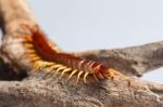 Centipede Stock Photo