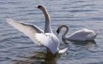 Beautiful Isolated Photo Of The Swan Showing His Wings In The Lake Stock Photo