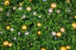 Beautiful Glass Balls And Light Bulbs The Ornaments On A Christmas Tree Stock Photo