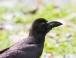 Close Up Raven ,black Birds Crow Head And Bill Against Green Blu Stock Photo