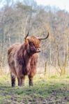 Brown Scottish Highlander Cow Standing In Sunny Spring Meadow Stock Photo