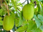 Green Gac Fruit Stock Photo