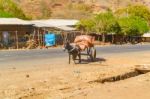 Donkey And The Cart In Ethiopia Stock Photo