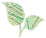 Cultivated Word Represents Sowing Growing And Grows Stock Photo