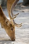 Cervus Dama Deer Stock Photo