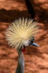 Fuengirola, Andalucia/spain - July 4 : Black Crowned Crane At Th Stock Photo