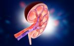 3d Digital Illustration Of  A Human Kidney Cross Section  Stock Photo