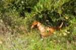 Serbian Hound Dog Stock Photo