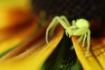 Green Spider Stock Photo