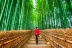 Woman Walking At Bamboo Forest In Kyoto, Japan Stock Photo