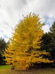 Acer Soccharinum Tree In Autumn Stock Photo