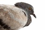 Pigeon Dove Bird Close Up On White Background Stock Photo