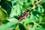 Close Up Male Fighting Beetle (rhinoceros Beetle) Stock Photo