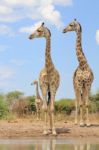 Giraffe - African Wildlife Background - Focus And Fun Stock Photo