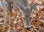 Isolated Picture Of A Cute Wild Deer Eating Leaves In Forest Stock Photo