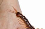 Centipede Legs Climb Stock Photo