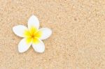 White Flower On Sand Backdrop Stock Photo