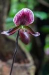 Orchid Paphiopedilum Maudiae 'black Jack' Stock Photo