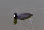 The Coot Is Searching Something Stock Photo