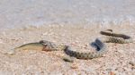 Snake River Natrix Reptile Stock Photo