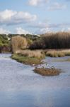 Marshlands In The Algarve Region Stock Photo
