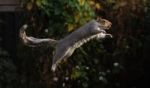 Leaping Squirrel Stock Photo