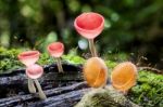 Pink Burn Cup, Fungi Cup Stock Photo