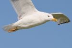 White Seagull In Flight Stock Photo