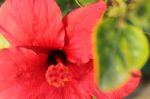 Macro Photo Of A Red Hibiscus Flower Stock Photo