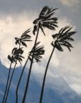 Palm Trees Blowing In Hurricane Stock Photo