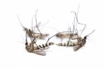 Dead Mosquito Group Isolated On White Background Stock Photo
