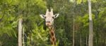 Giraffe Looking For Food During The Daytime Stock Photo