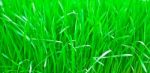 Green Fresh Young Wheat Close Up Stock Photo