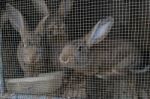Rabbits Stock Photo