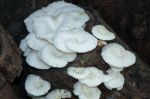 White Mushrooms Growing On Dead Wood Stock Photo