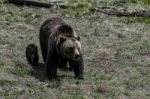 Grizzly Baby Walk Beside Mother At Yellowstone National Park Stock Photo