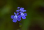 Blue Toadflax Stock Photo
