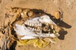 Dead Camel Skeleton Stock Photo