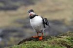 A Puffin Shaking Its Feathers Stock Photo