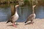 A Pair Of Greylag Geese (anser Anser) Stock Photo