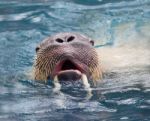 Close Up Face Of Male Walrus Swimming In Deep Sea Water Stock Photo