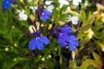 Small Blue Violas Wth Two White Ray Markings Stock Photo