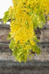 Golden Shower Flower At The Temple In Thailand Stock Photo