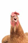 Close Up Of Brown Chicken Head Open Mouth Surprising Emotion Isolated White Background,funny Animals Theme Stock Photo